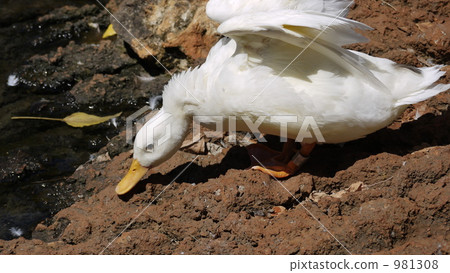 duck, ducks, shorebird 981308
