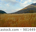 Autumn leaves 981449