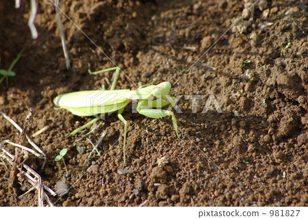 hierodula patellifera, praying manti, dirt 981827