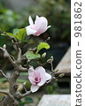 Purple magnolia 981862