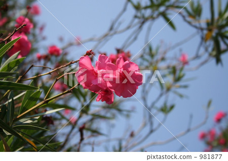 Colorful summer coloring 981877