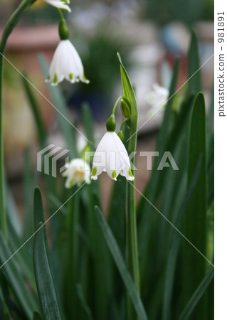 香草水仙花 香草水仙花 981891