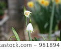 Vanilla daffodil 981894