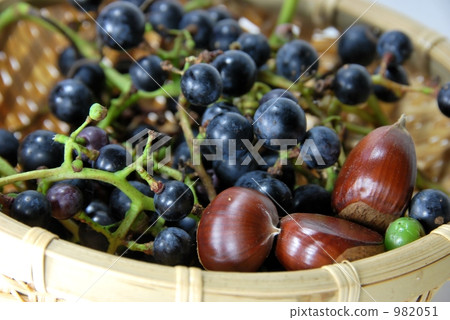 山藤和山栗子 982051