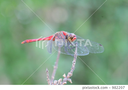 In the falling autumn In the falling autumn 982207