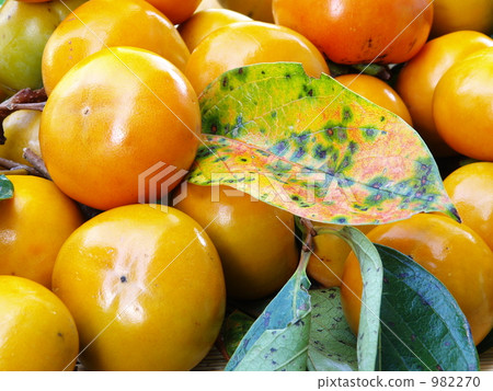 Autumn leaves of persimmon and persimmon leaves Autumn leaves of persimmon and persimmon leaves 982270