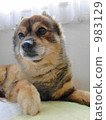 dog, dogs, brown 983129