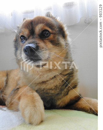 dog, dogs, brown 983129