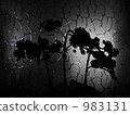 phalaenopsis orchid, flower, flowers 983131