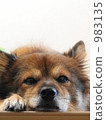 dog, dogs, lie down 983135