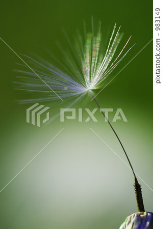 dandelion, fluff, fluffy 983149