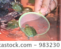 Tortoise turtle 983230