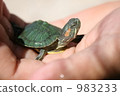 Midori Turtle 983233