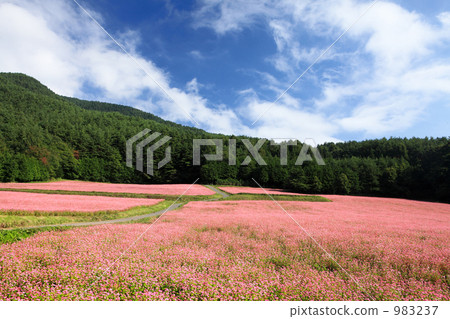 Red-soba no Sato Red-soba no Sato 983237