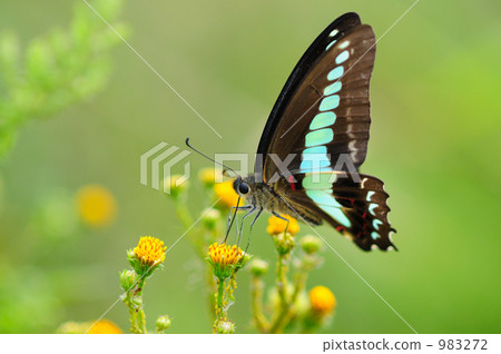 常見的青蠅 983272