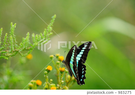 常見的青蠅 983275