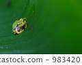 Tree frog 983420
