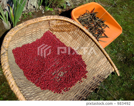 adzuki beans, sun drying, osmund 983492