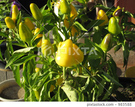Peppers for appreciation Peppers for appreciation 983588
