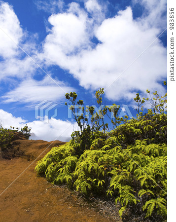 在考艾島上的小徑 在考艾島上的小徑 983856