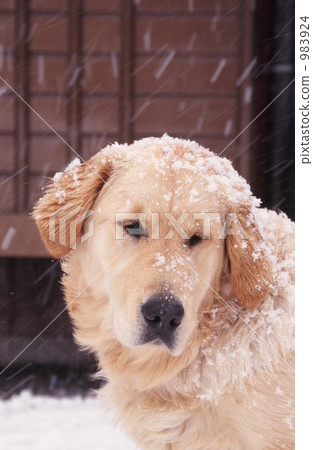 Dog withstands snow 983924