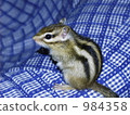 chipmunk, chipmunks, small animal 984358