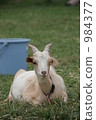 一隻山羊眨眼 984377