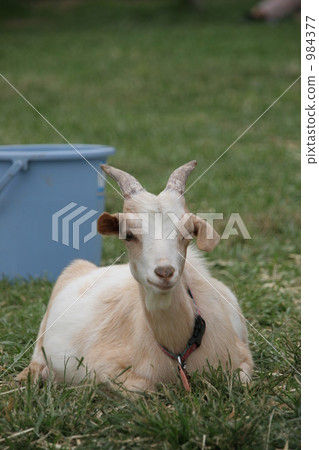 一隻山羊眨眼 984377