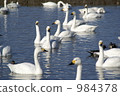 swan, swans, lake 984378