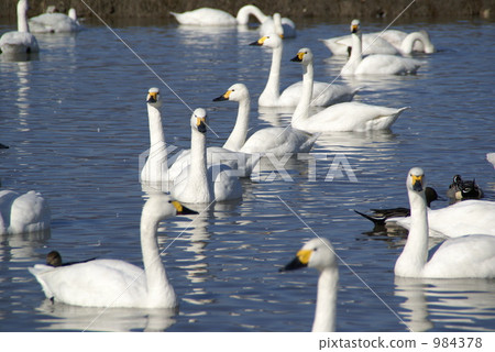 swan, swans, lake 984378