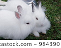擁抱孩子的兔子 984390