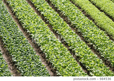 Green vegetable field 984536