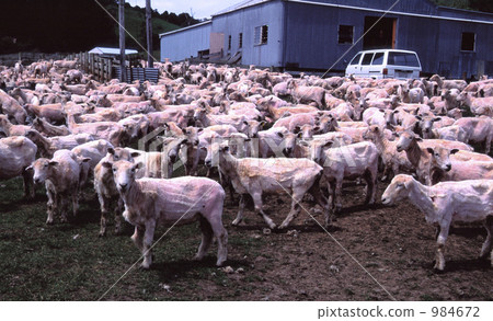 剪毛的牧羊人 984672