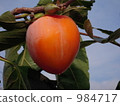 japanese persimmon, persimmon, branch 984717