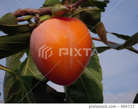 japanese persimmon, persimmon, branch 984717