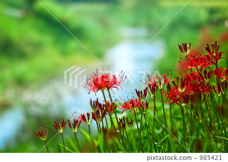 A cluster amaryllis of the waterfront A cluster amaryllis of the waterfront 985421