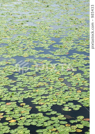Claude Monet Jiang Claude Monet Jiang 985433