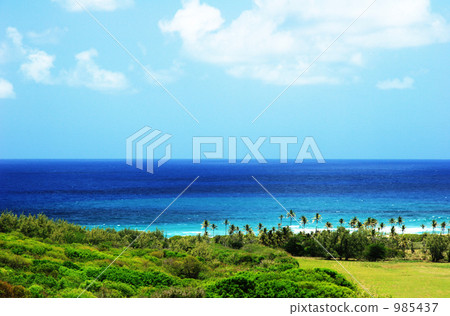 Caribbean Barbados Sea and palm tree 985437