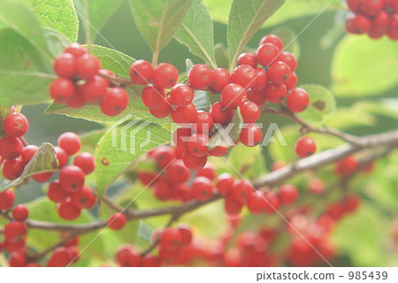 苦丁茶鋸緣青蟹 985439