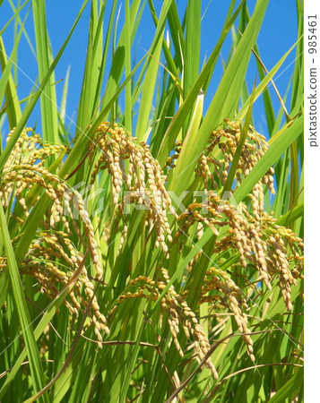 Good harvest - 4 Good harvest - 4 985461