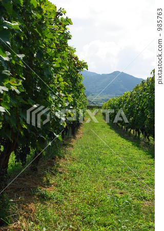 葡萄架 985763
