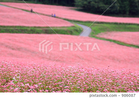 Takamine Ruby 06 986087