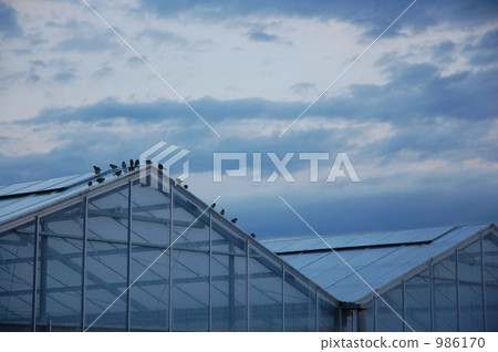 溫室 日野市 鄉村區 986170