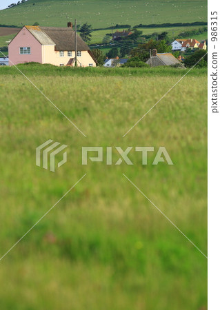 english countryside, pasture, weed 986315
