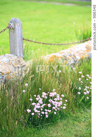 wildflower, chain, chains 986348