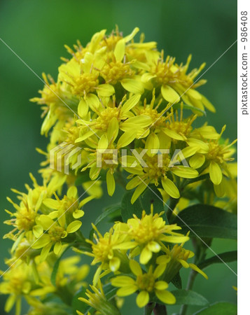 Affiliation Affiliation 986408