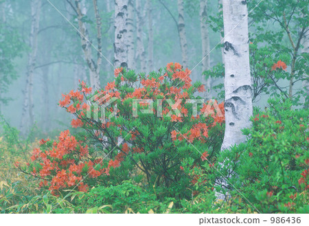 Ranged azalea 986436