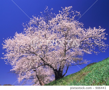 櫻花盛開 986441