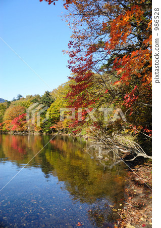 water surface, maple, yellow leafe 986528