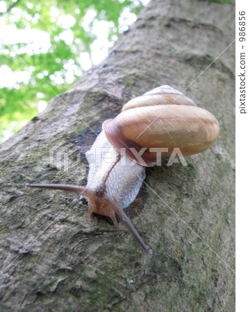 蝸牛爬行的樹幹 986856